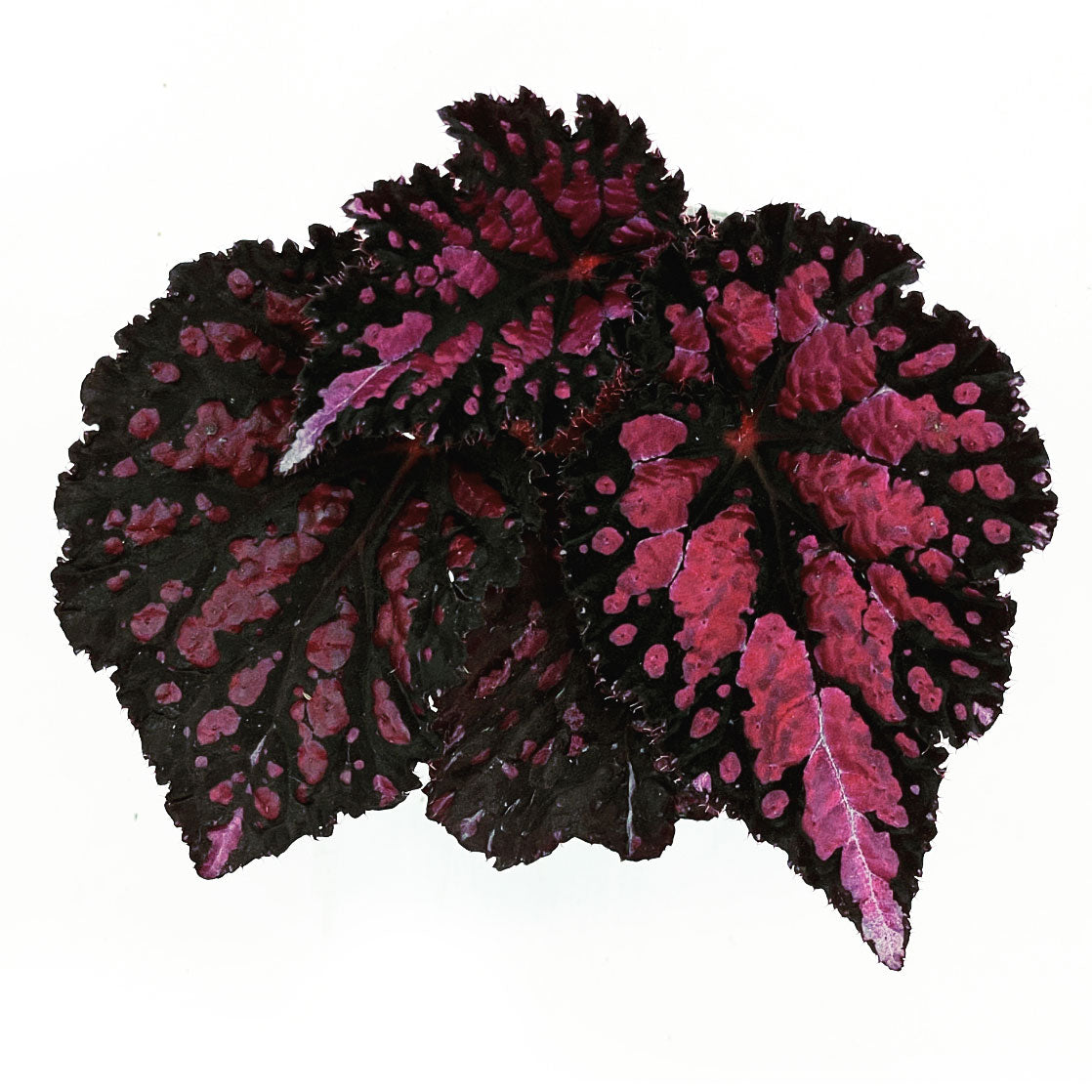 Begonia rex 'Etna' | Königsbegonie