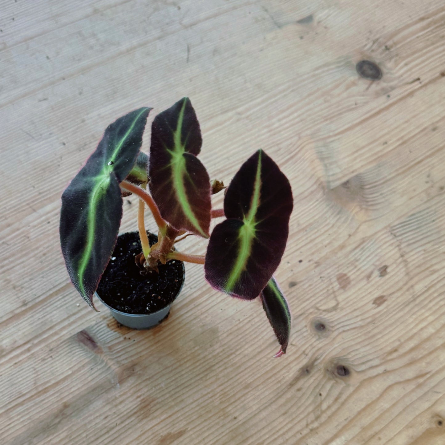 Begonia listada