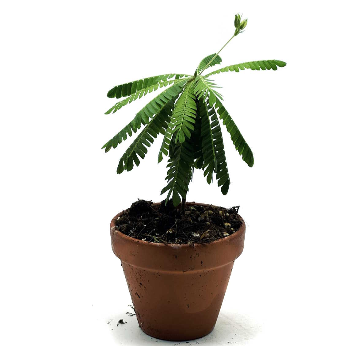 Biophytum sensitivum | Südseepalme