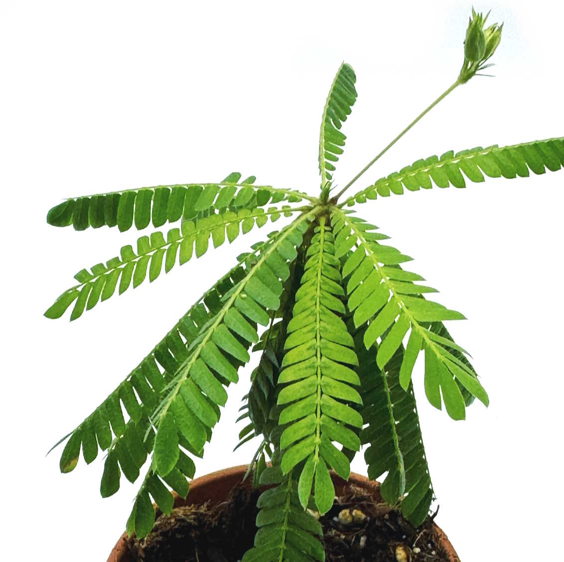 Biophytum sensitivum | Südseepalme