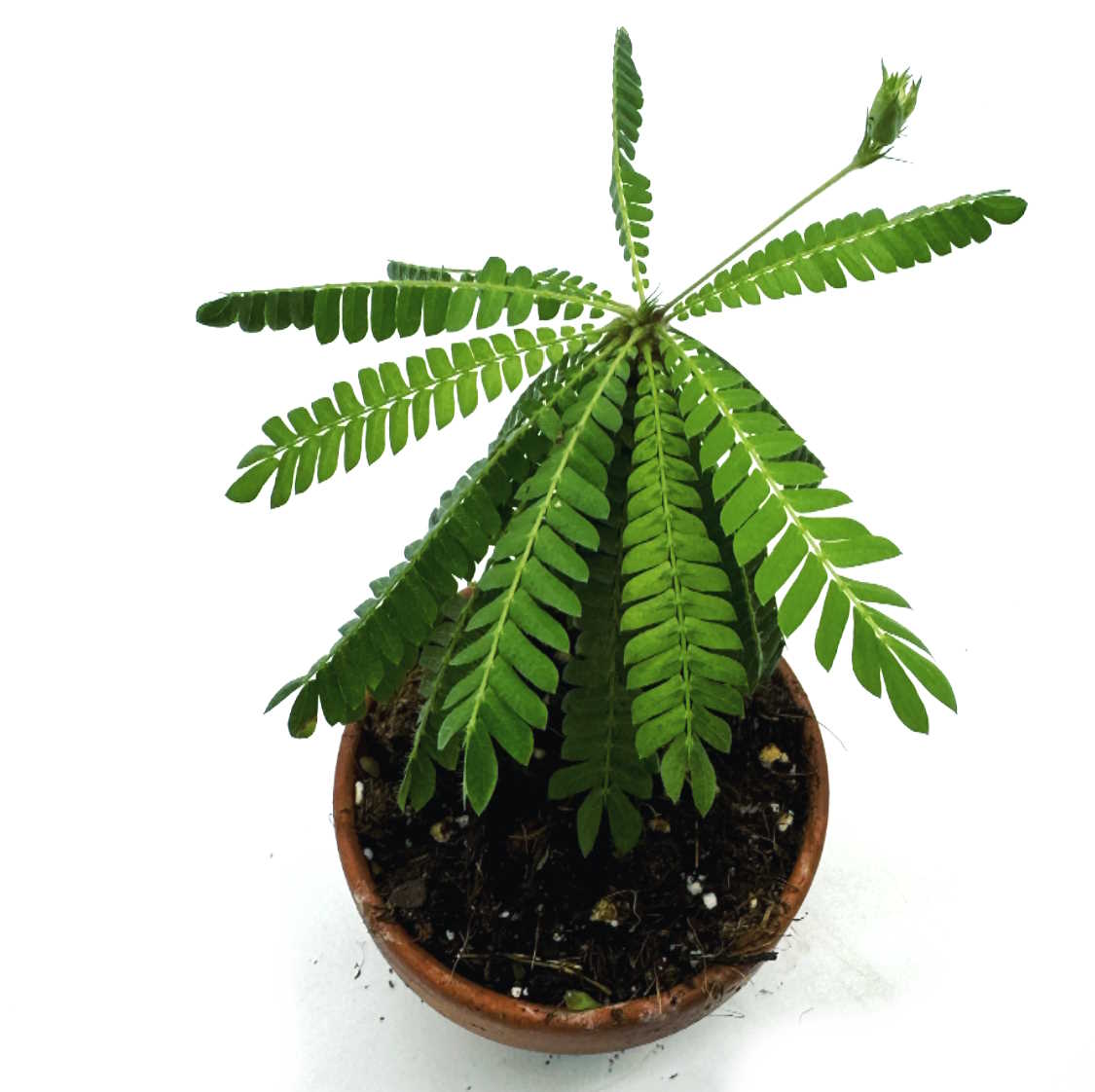Biophytum sensitivum | Südseepalme