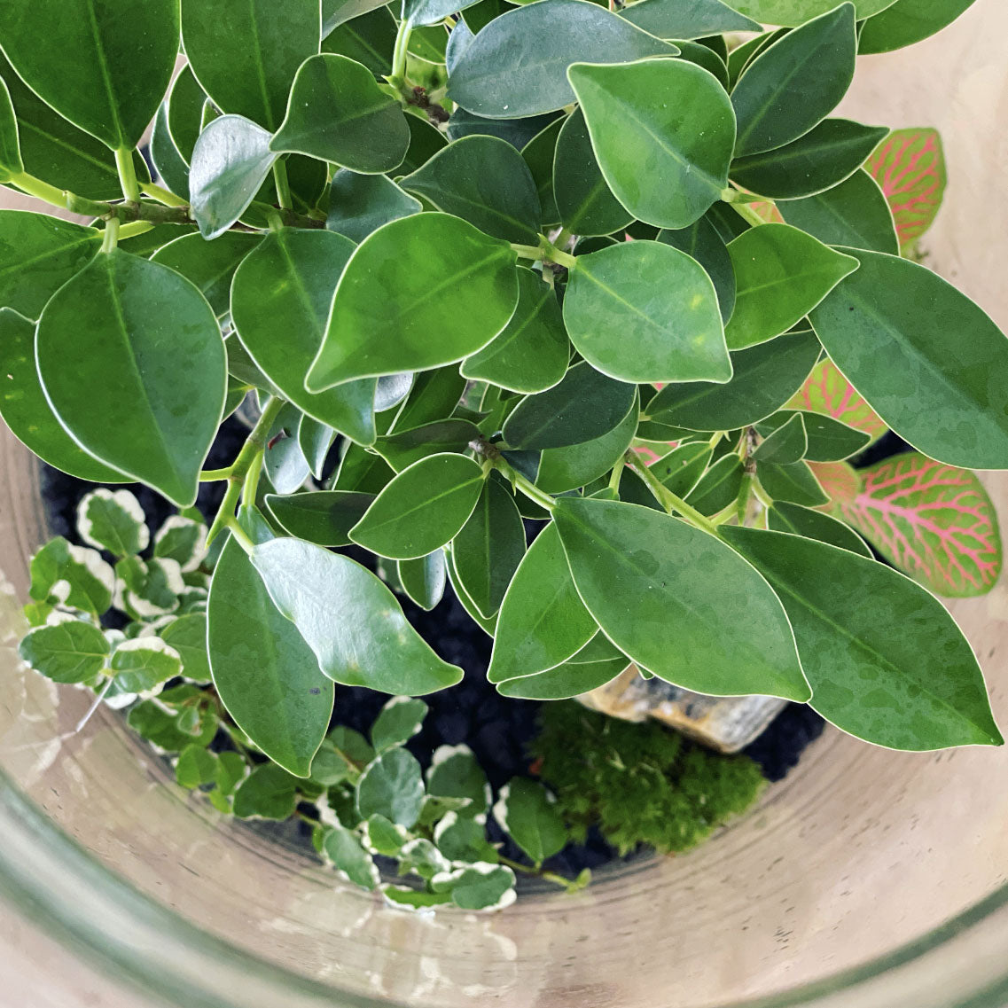 Flaschengarten ‚Bonsai - Ficus‘-DIY-Set