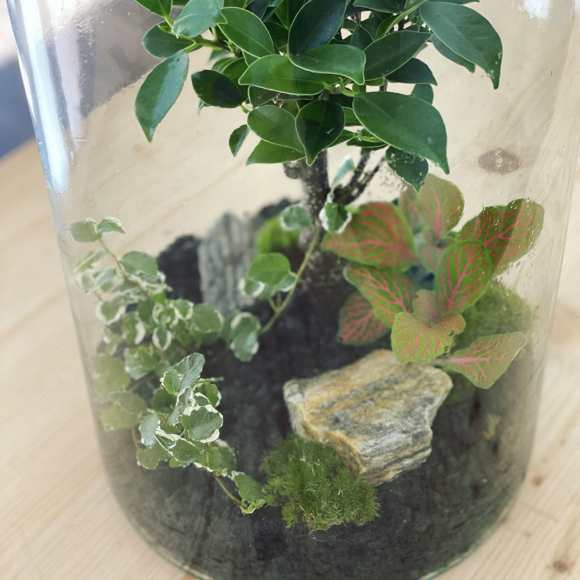 Flaschengarten ‚Bonsai - Ficus‘-DIY-Set