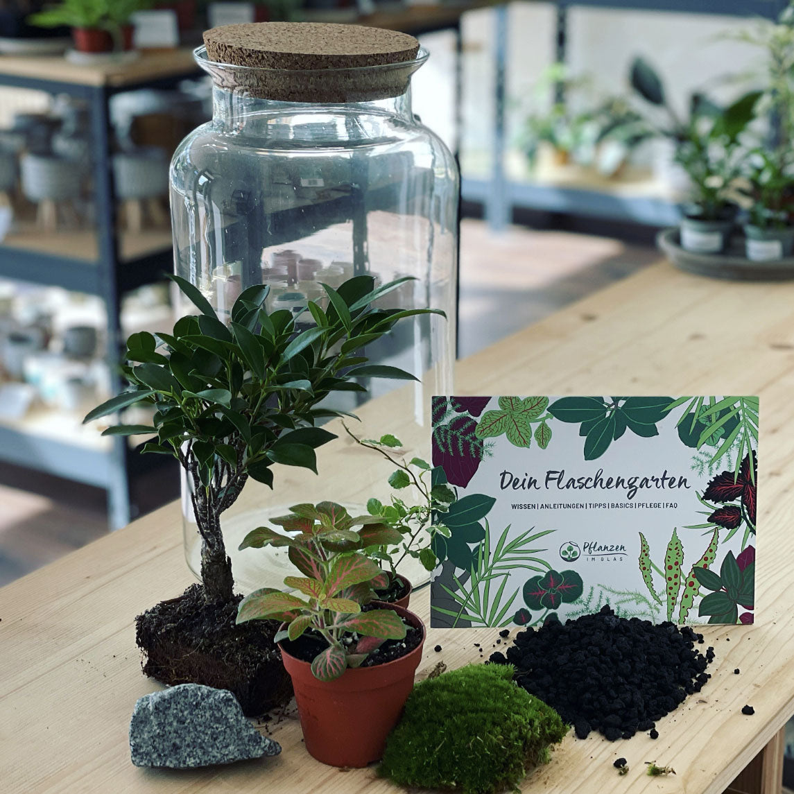 Flaschengarten ‚Bonsai - Ficus‘-DIY-Set