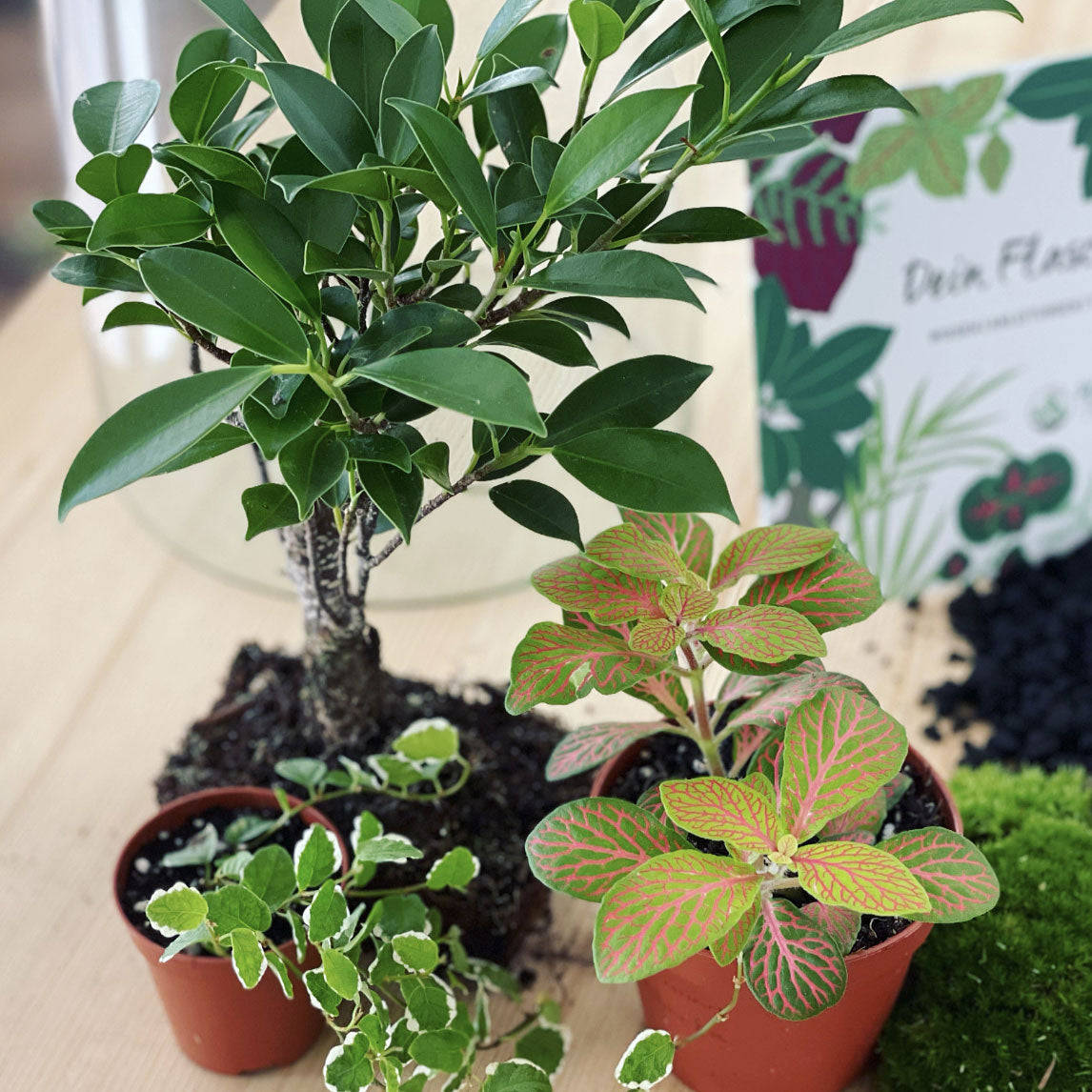 Flaschengarten ‚Bonsai - Ficus‘-DIY-Set