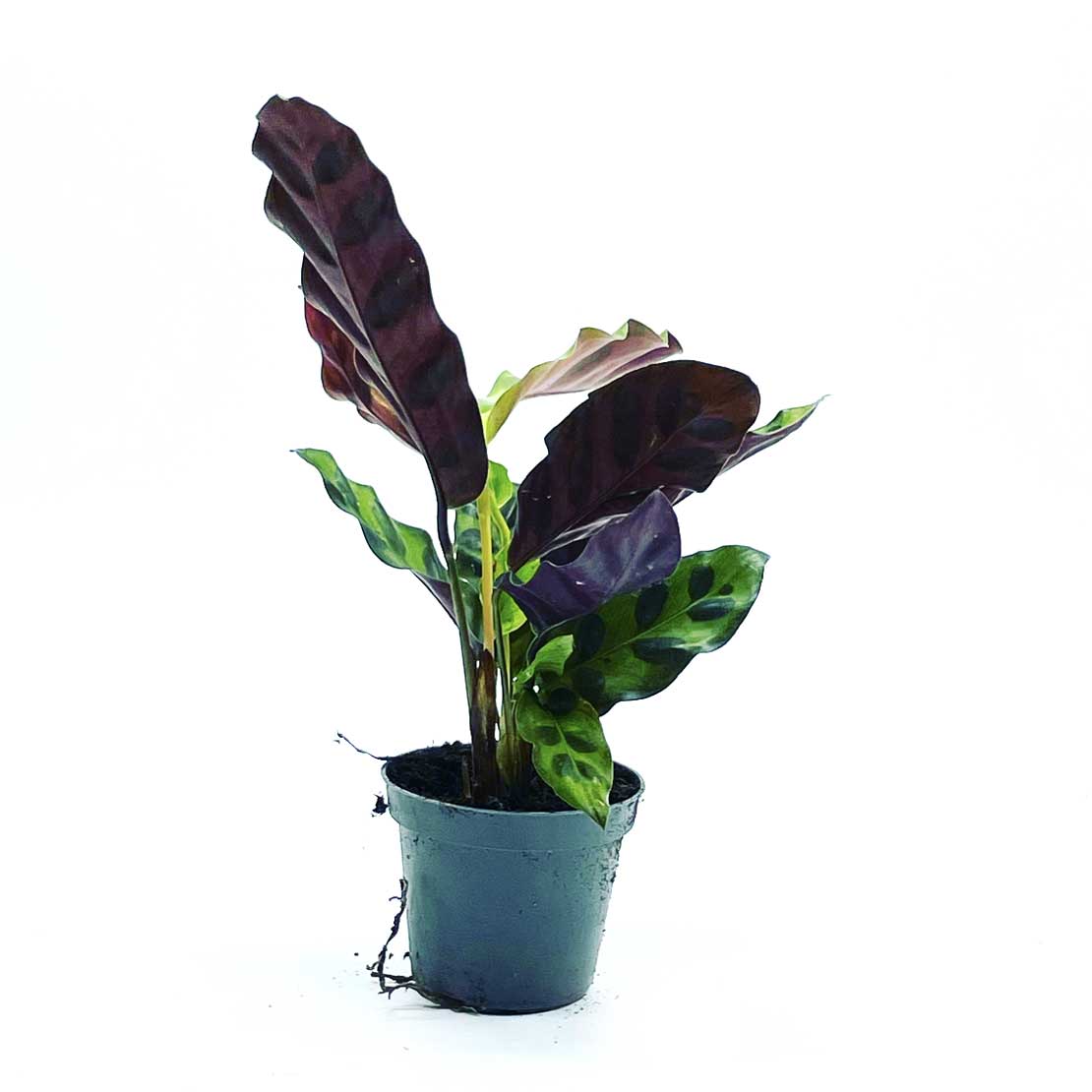 Goeppertia lancifolia | Calathea lancifolia | Korbmarante, Pfeilwurz