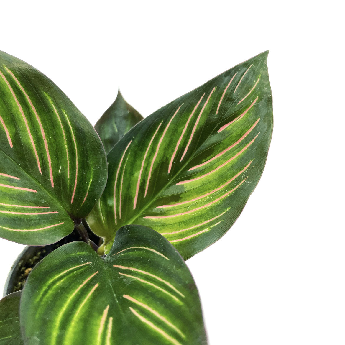 Goeppertia 'Meili' | Calathea 'Meili' | Korbmarante, Pfeilwurz