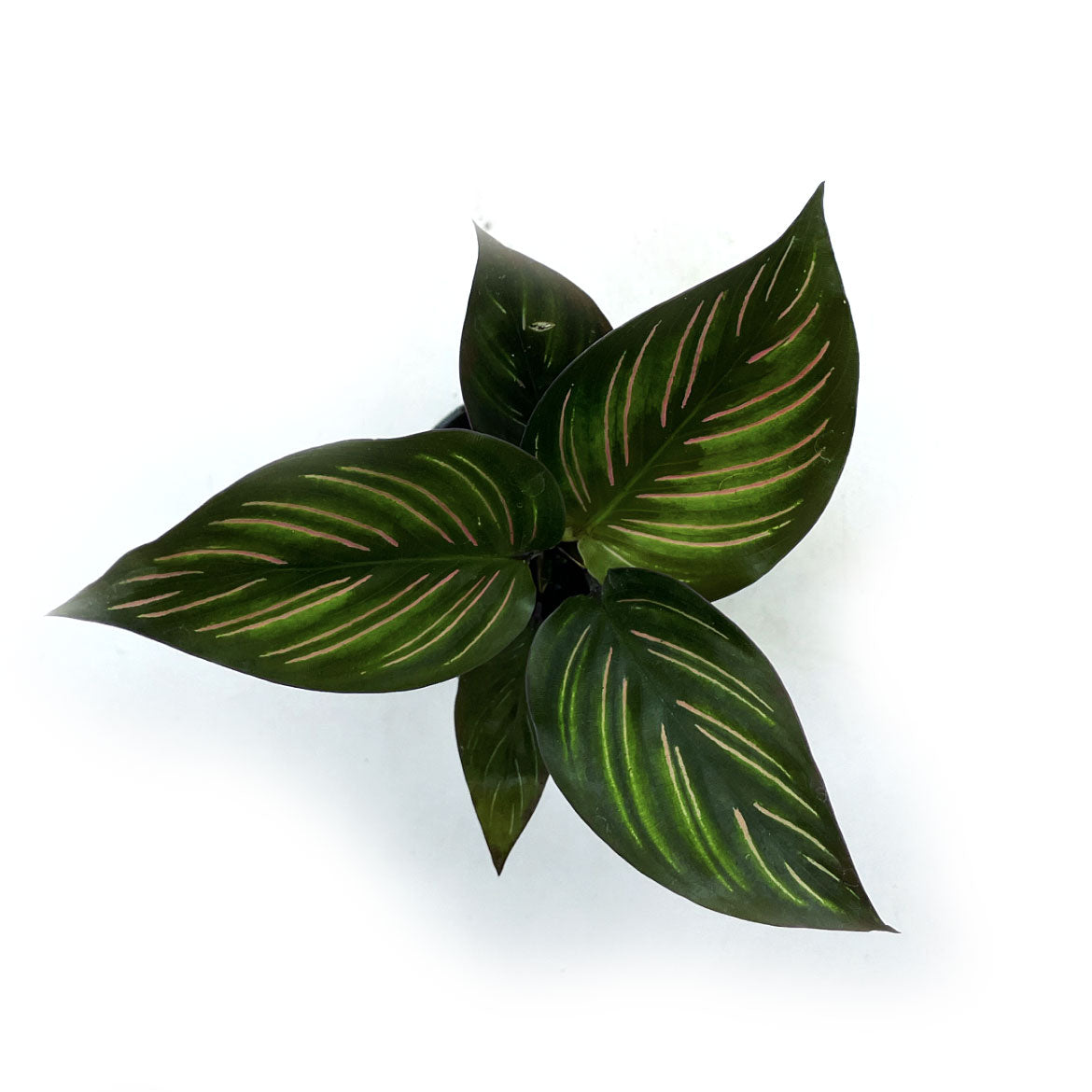 Goeppertia 'Meili' | Calathea 'Meili' | Korbmarante, Pfeilwurz