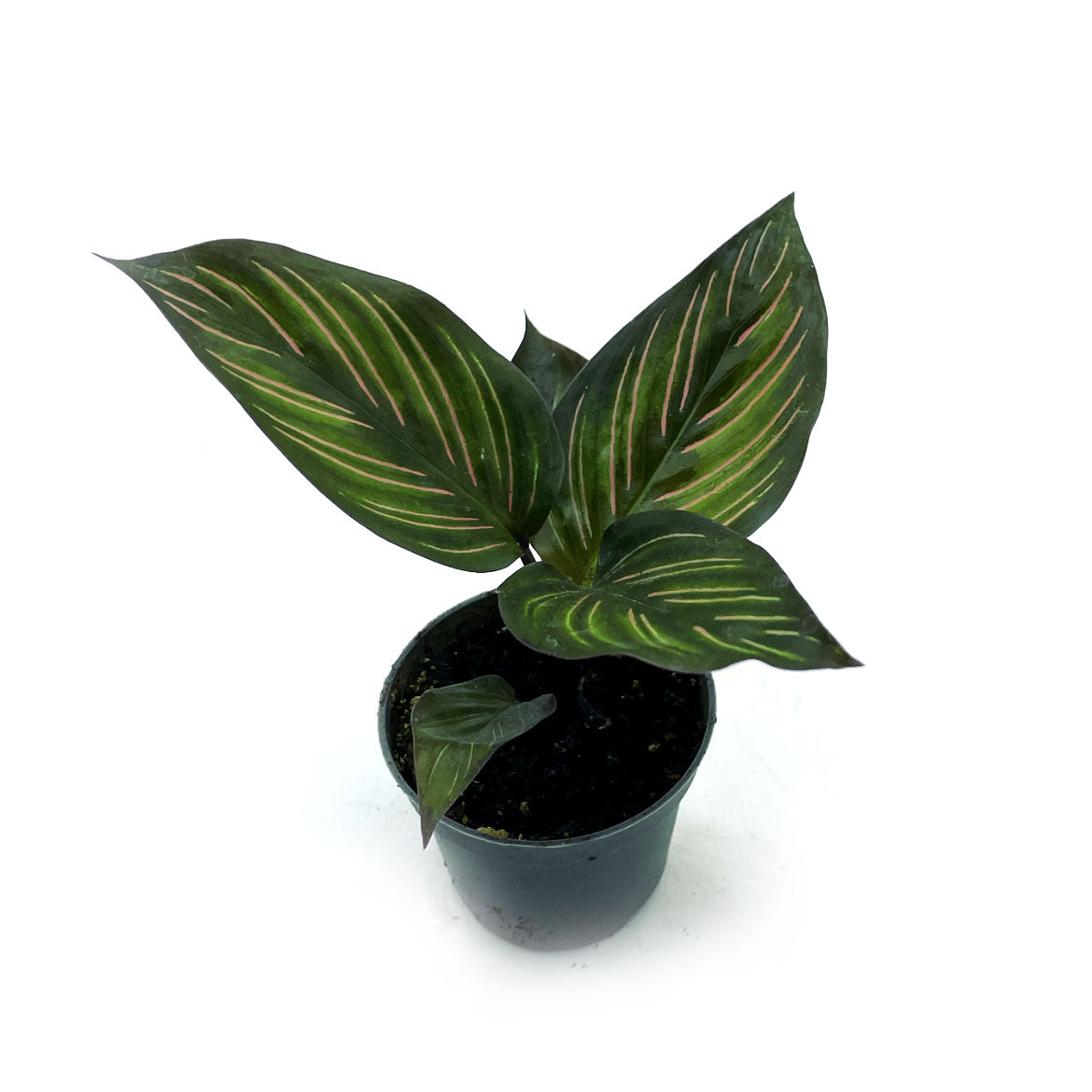Goeppertia 'Meili' | Calathea 'Meili' | Korbmarante, Pfeilwurz