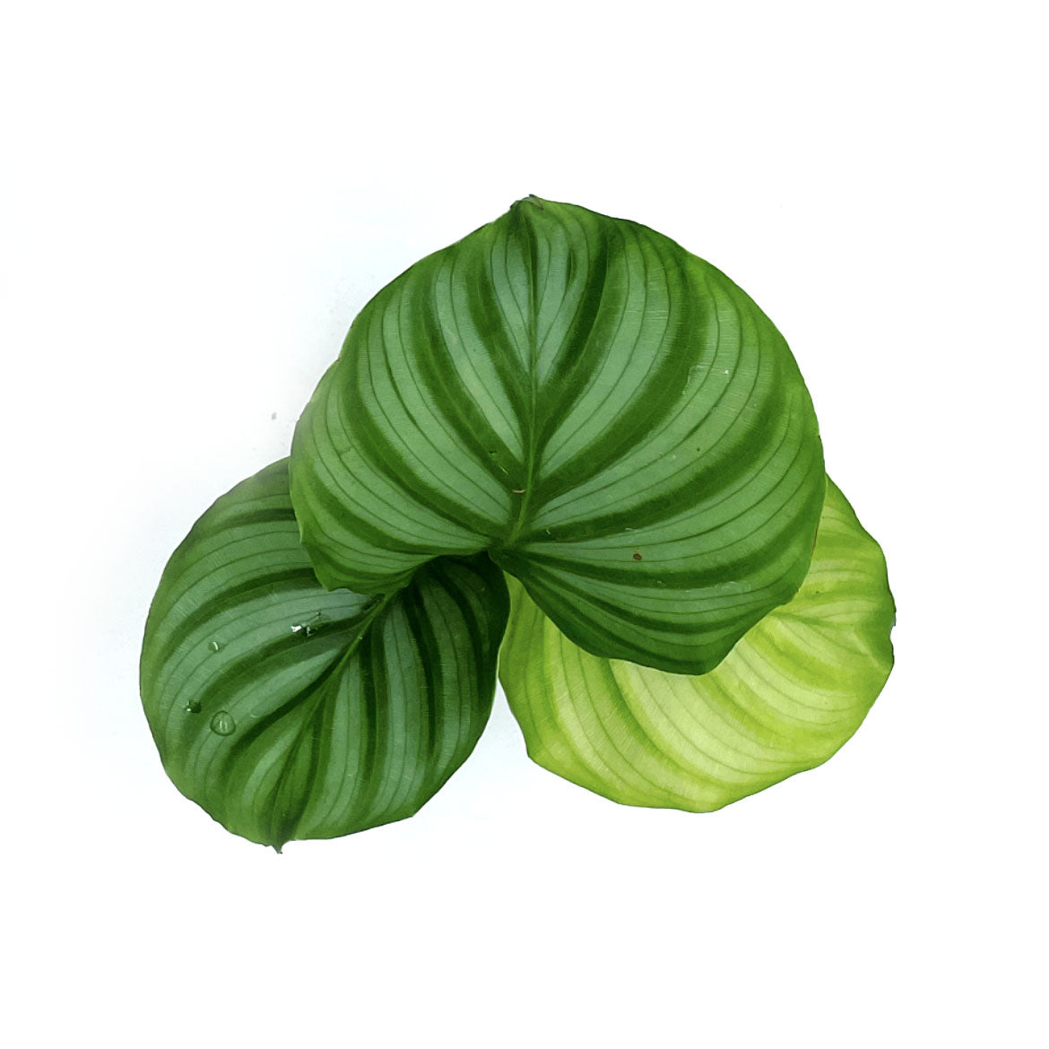 Goeppertia orbifolia | Calathea orbifolia | Korbmarante, Pfeilwurz