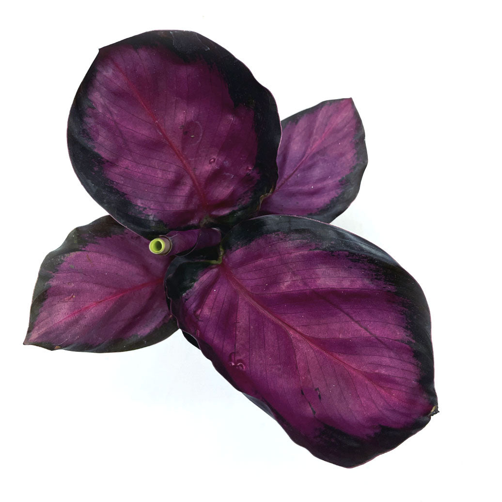 Calathea roseopicta 'Rosy' | Korbmarante, Pfeilwurz