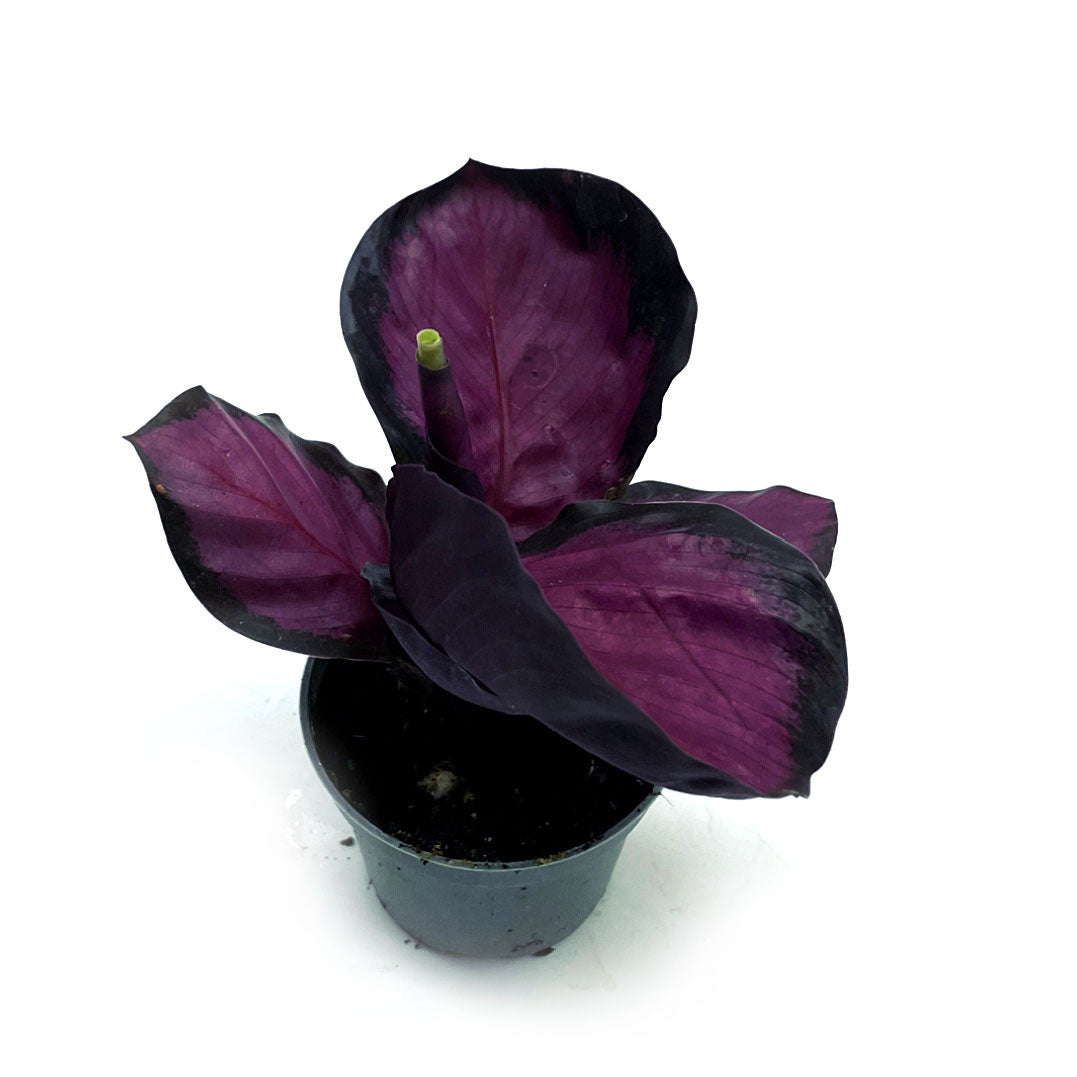 Calathea roseopicta 'Rosy' | Korbmarante, Pfeilwurz