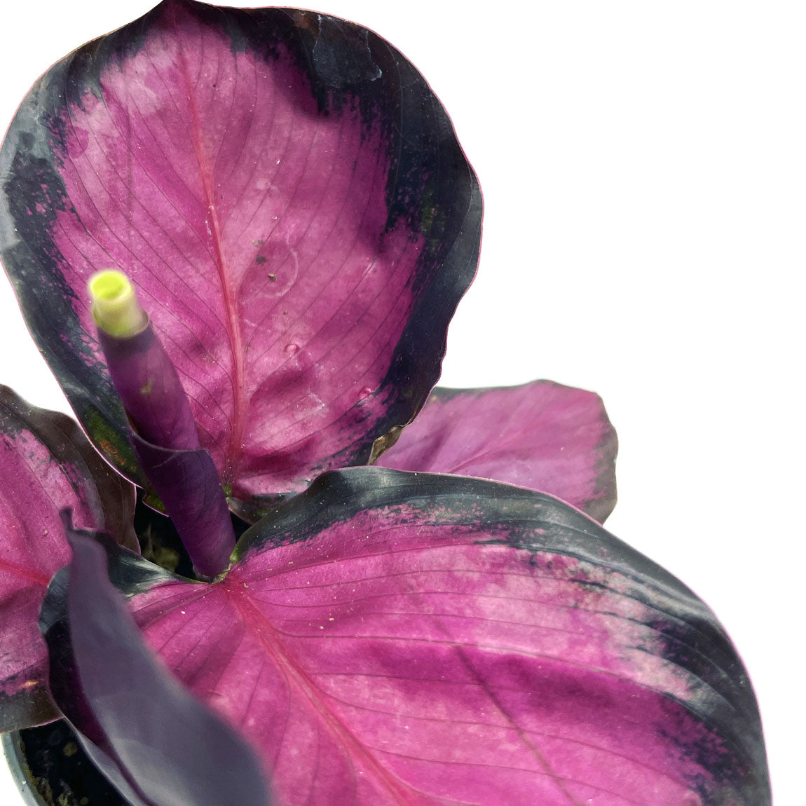 Calathea roseopicta 'Rosy' | Korbmarante, Pfeilwurz
