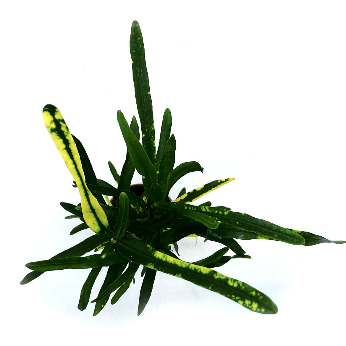 Codiaeum variegatum 'Batik' | Wunderstrauch | Kroton