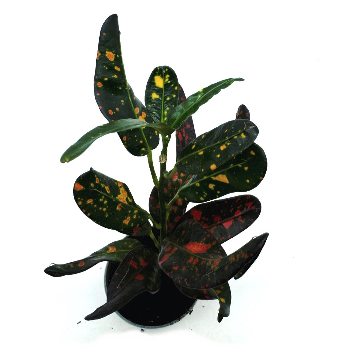 Codiaeum variegatum 'Bush on Fire' | Wunderstrauch | Kroton