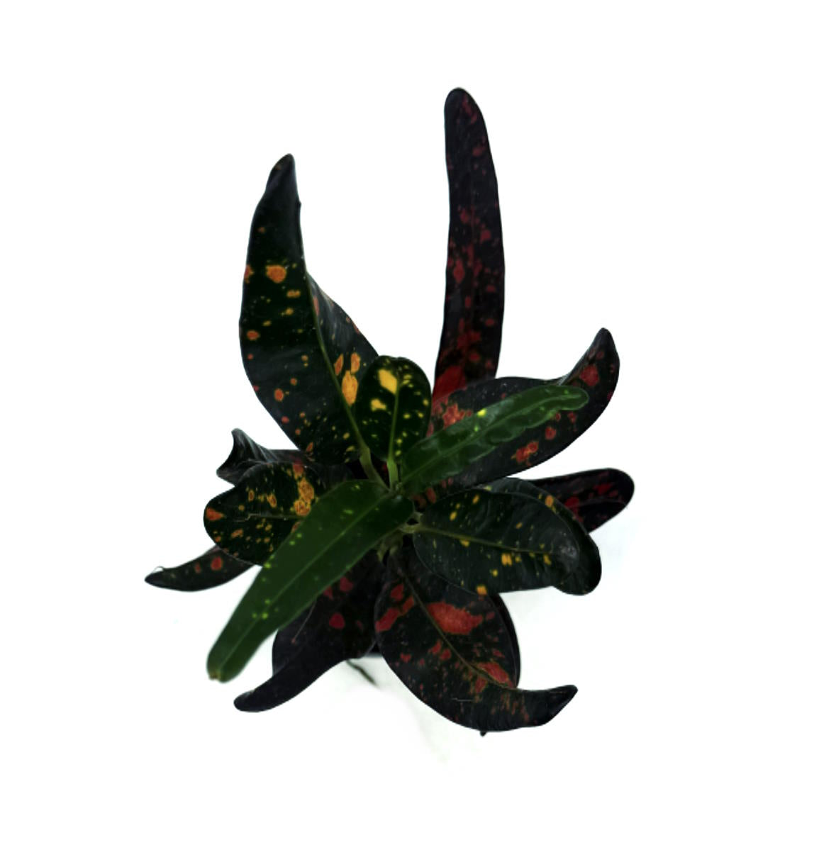 Codiaeum variegatum 'Bush on Fire' | Wunderstrauch | Kroton