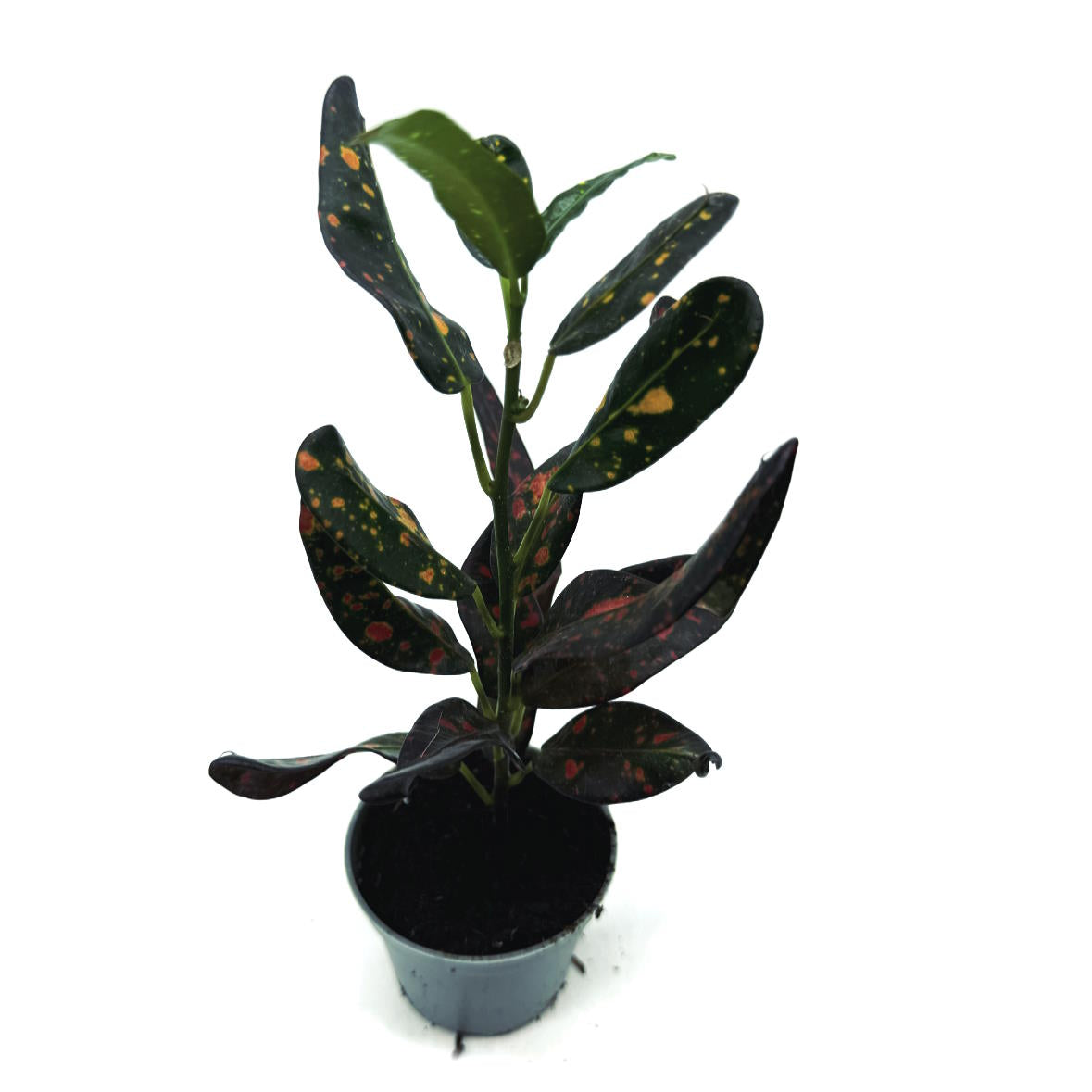 Codiaeum variegatum 'Bush on Fire' | Wunderstrauch | Kroton