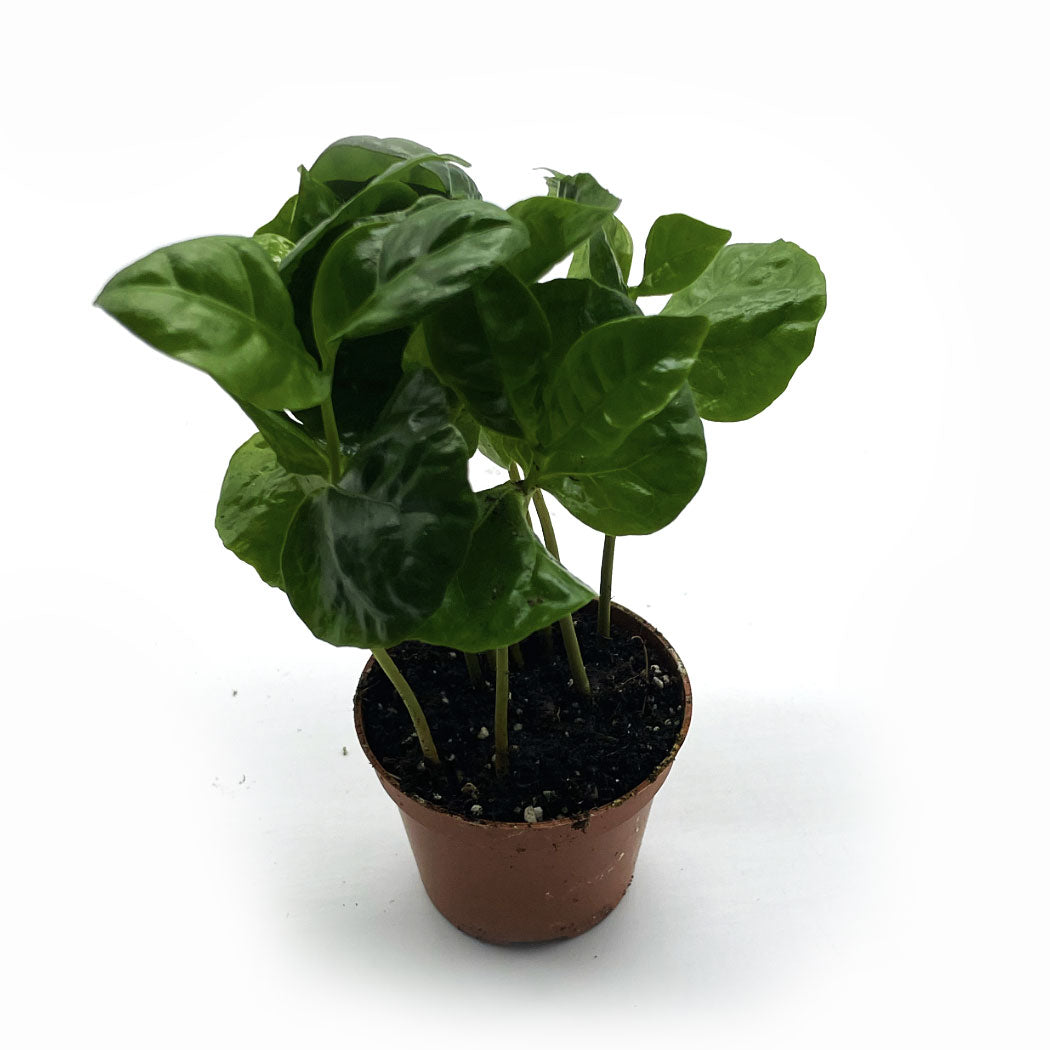 Coffea arabica | Kaffeepflanze