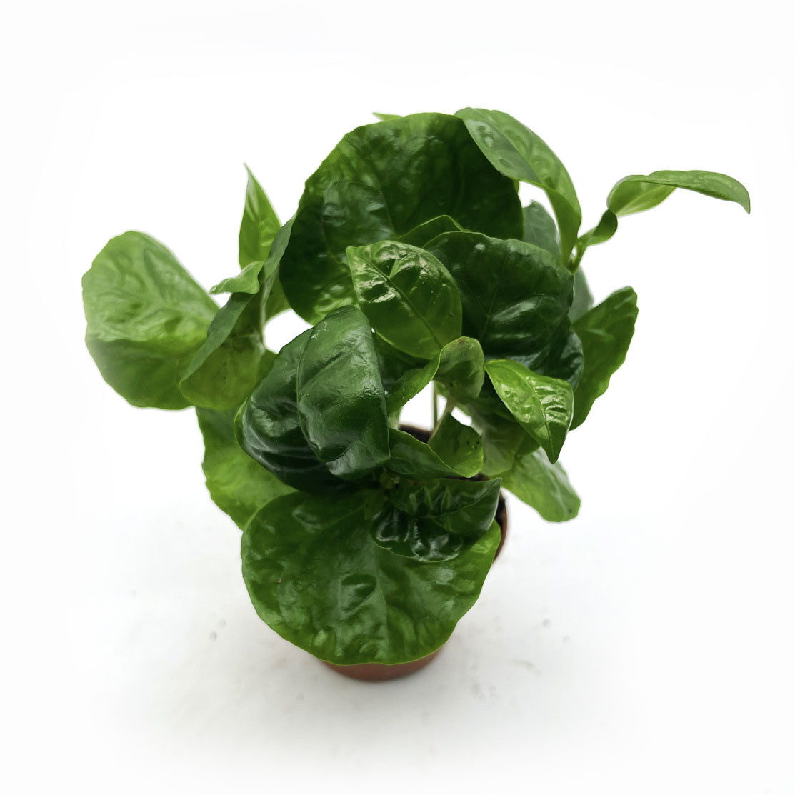 Coffea arabica | Kaffeepflanze