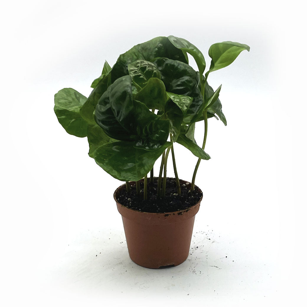 Coffea arabica | Kaffeepflanze