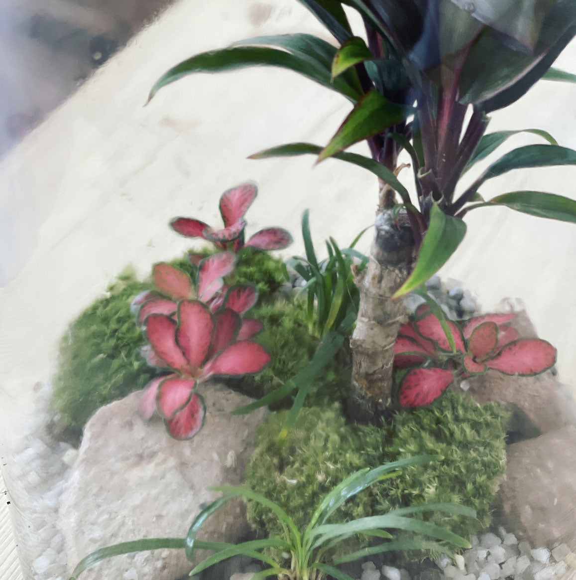 Flaschengarten ‚Bäumchen - Cordyline‘-DIY-Set