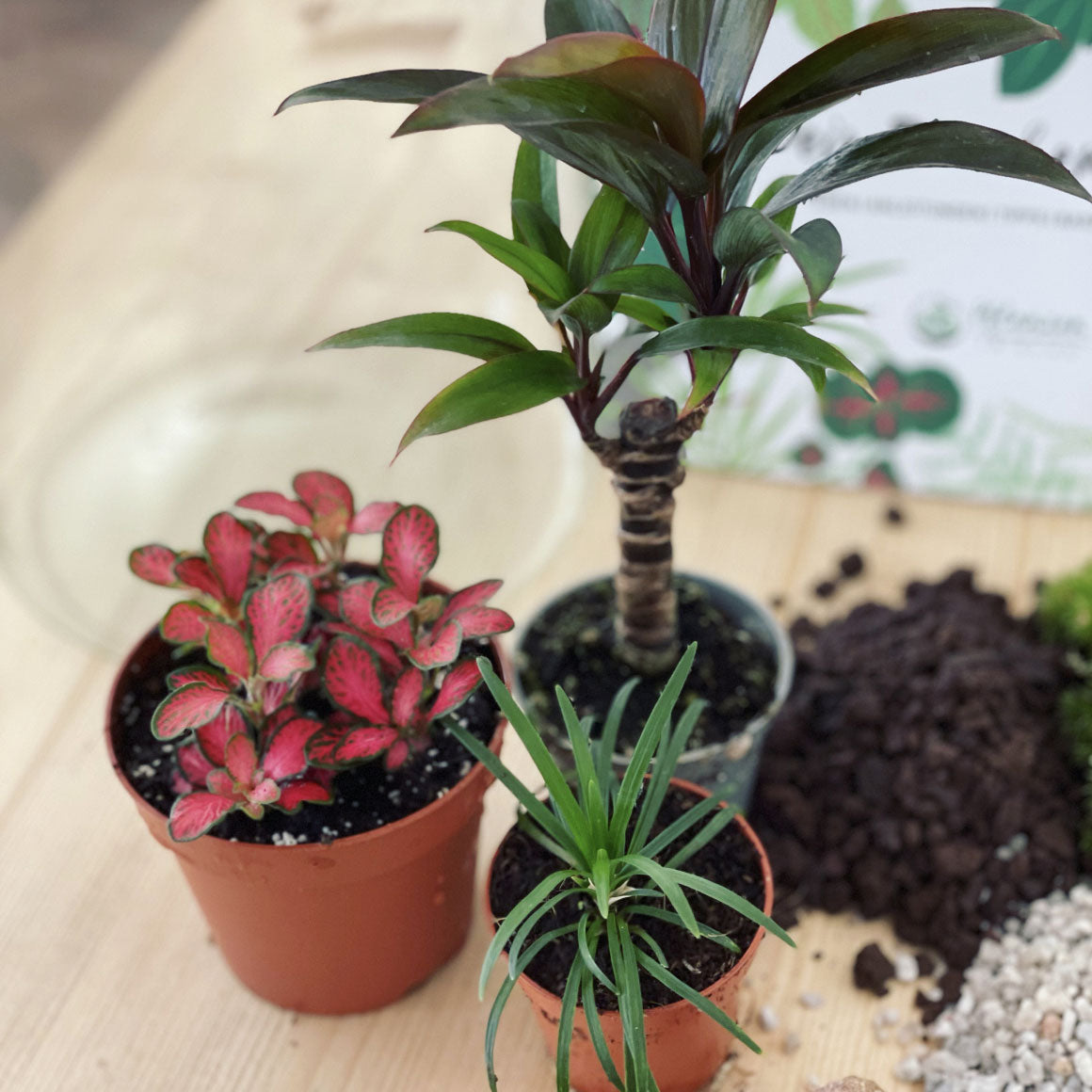 Flaschengarten ‚Bäumchen - Cordyline‘-DIY-Set