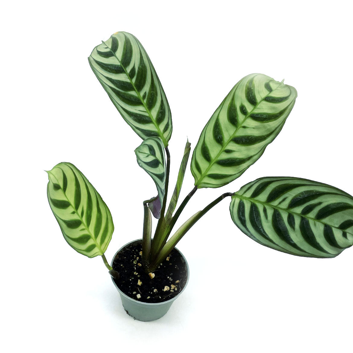 Ctenanthe burle marxii 'Amabilis' | Kamm-Marante | Pfeilwurz