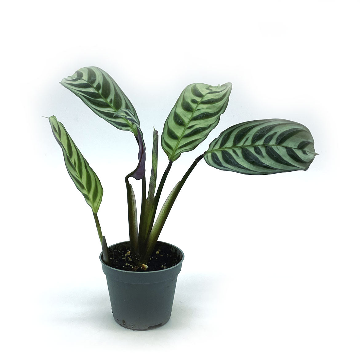 Ctenanthe burle marxii 'Amabilis' | Kamm-Marante | Pfeilwurz