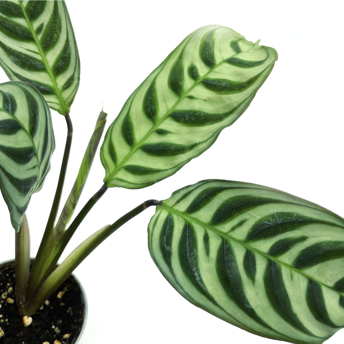 Ctenanthe burle marxii 'Amabilis' | Kamm-Marante | Pfeilwurz