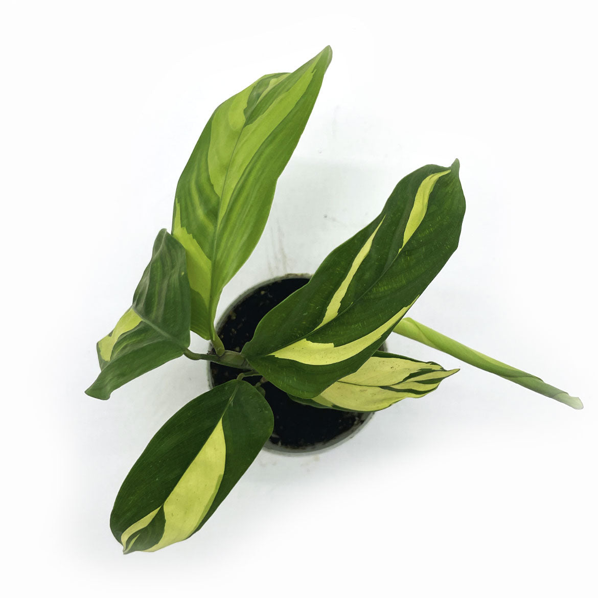 Ctenanthe pilosa 'Golden Mosaic' | Kamm-Marante | Pfeilwurz