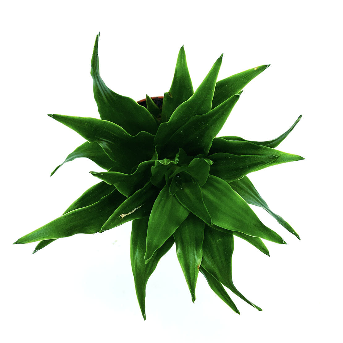 Dracaena fragrans 'Pequena' | Duftender Drachenbaum