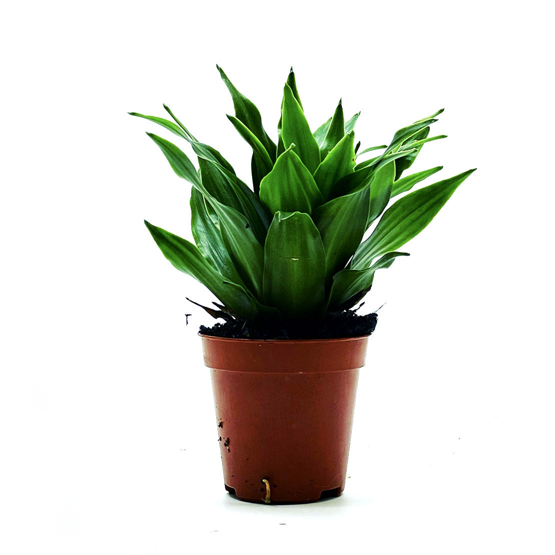 Dracaena fragrans 'Pequena' | Duftender Drachenbaum