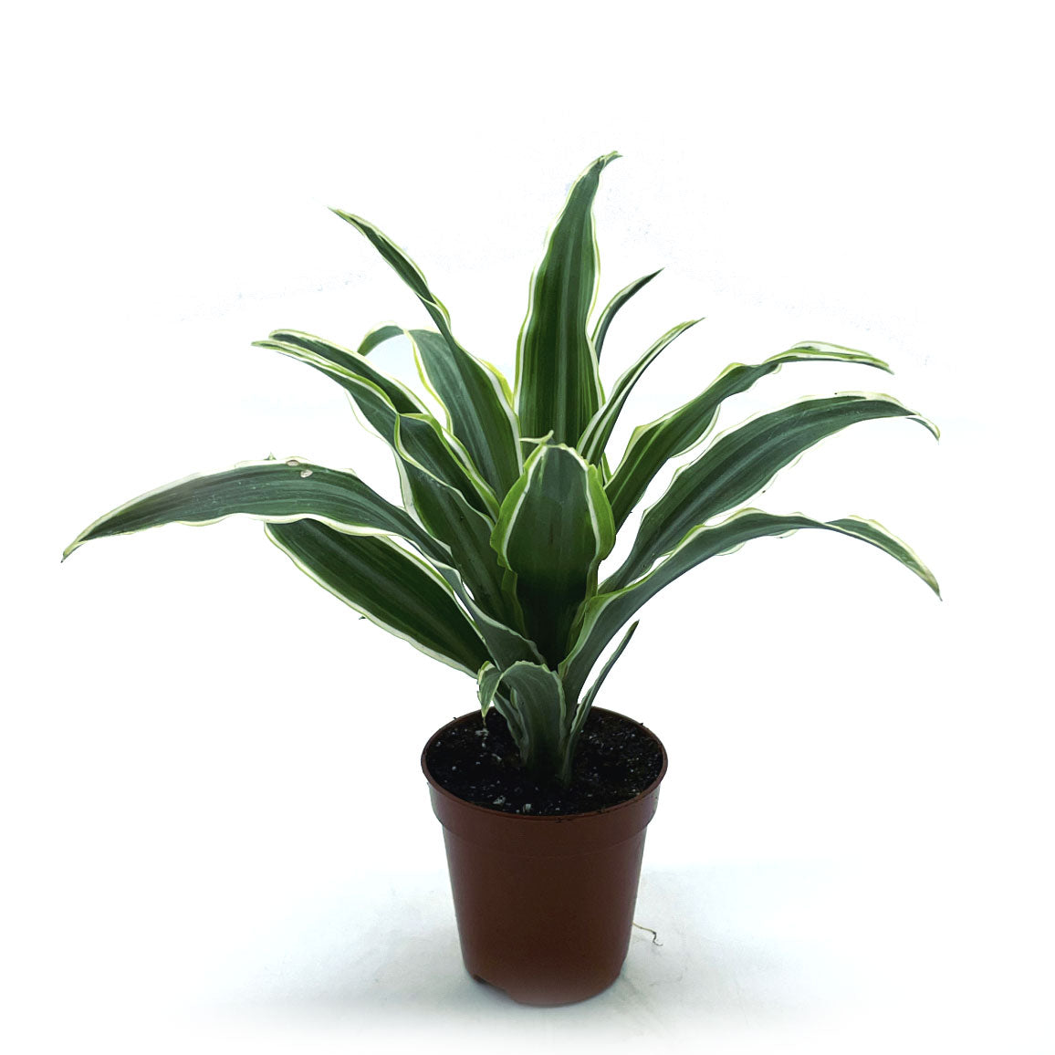 Draceana fragrans 'Surprise' | Duftender Drachenbaum