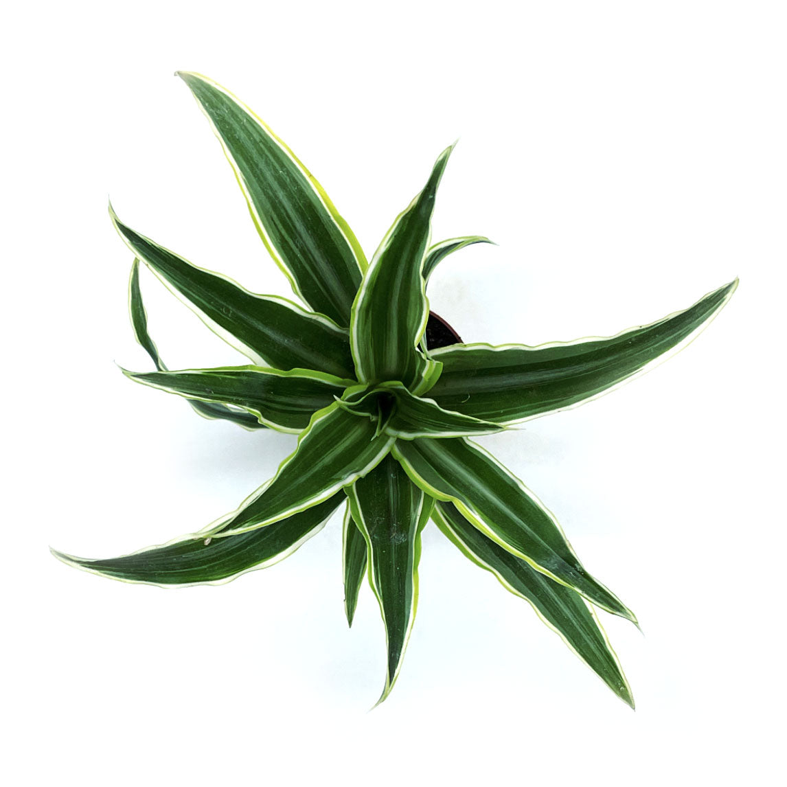 Draceana fragrans 'Surprise' | Duftender Drachenbaum