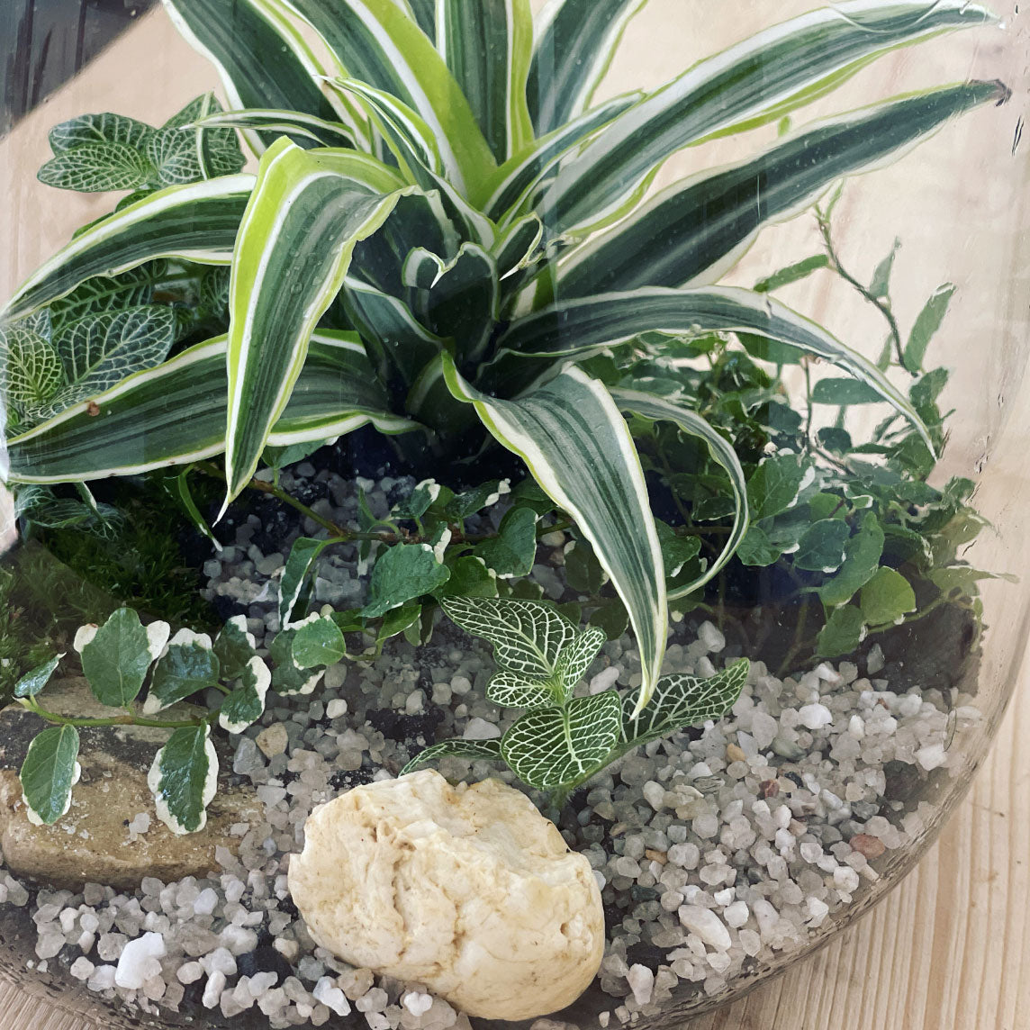 Flaschengarten ‚Großer Urwald - Drachenbaum‘ - DIY-Set
