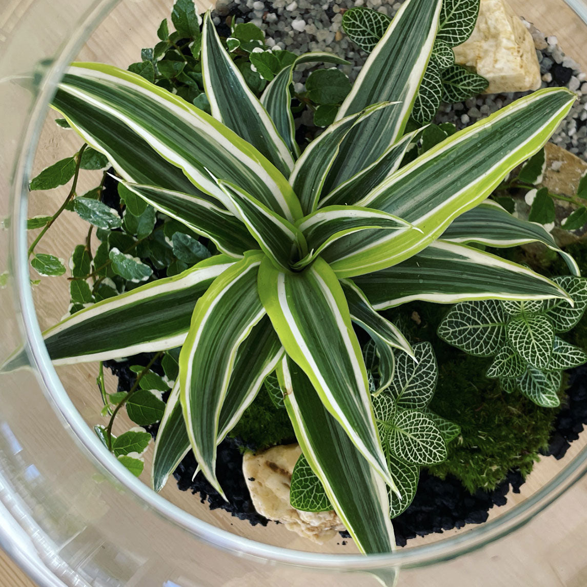 Flaschengarten ‚Großer Urwald - Drachenbaum‘ - DIY-Set