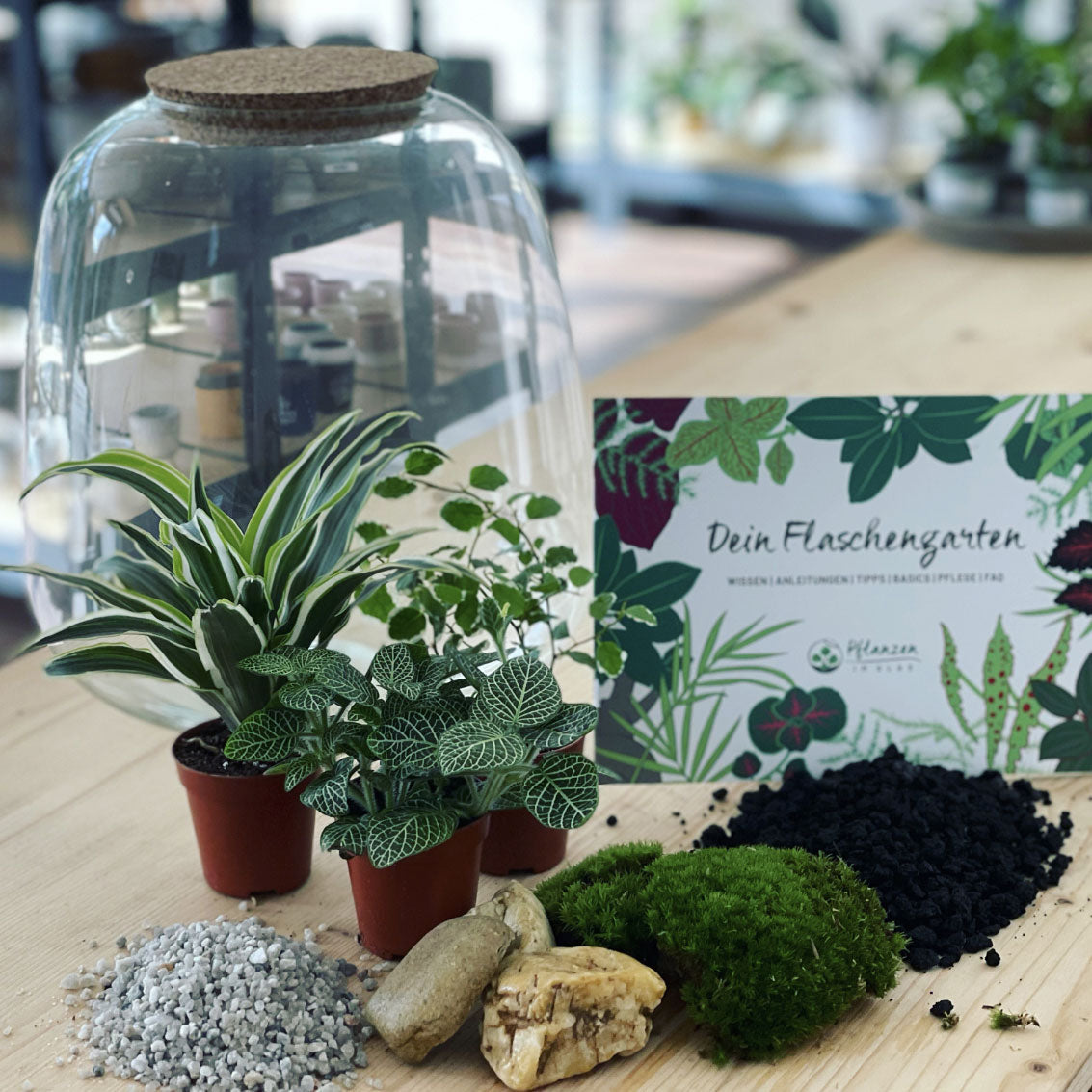 Flaschengarten ‚Großer Urwald - Drachenbaum‘ - DIY-Set