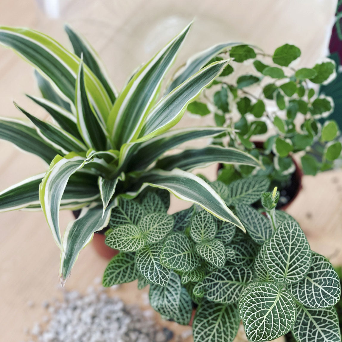 Flaschengarten ‚Großer Urwald - Drachenbaum‘ - DIY-Set