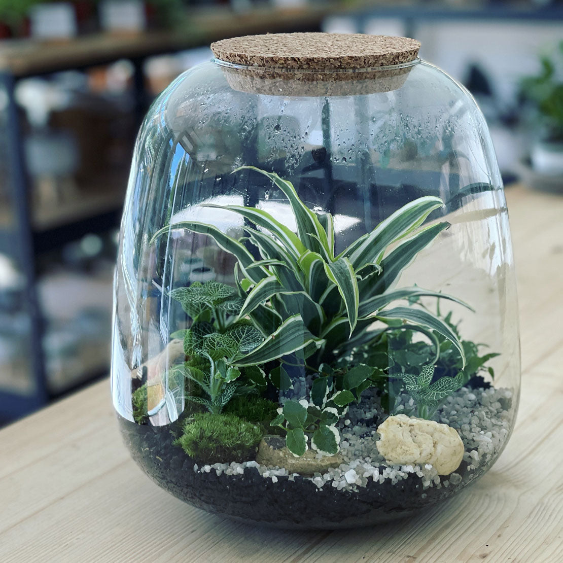 Flaschengarten ‚Großer Urwald - Drachenbaum‘ - DIY-Set