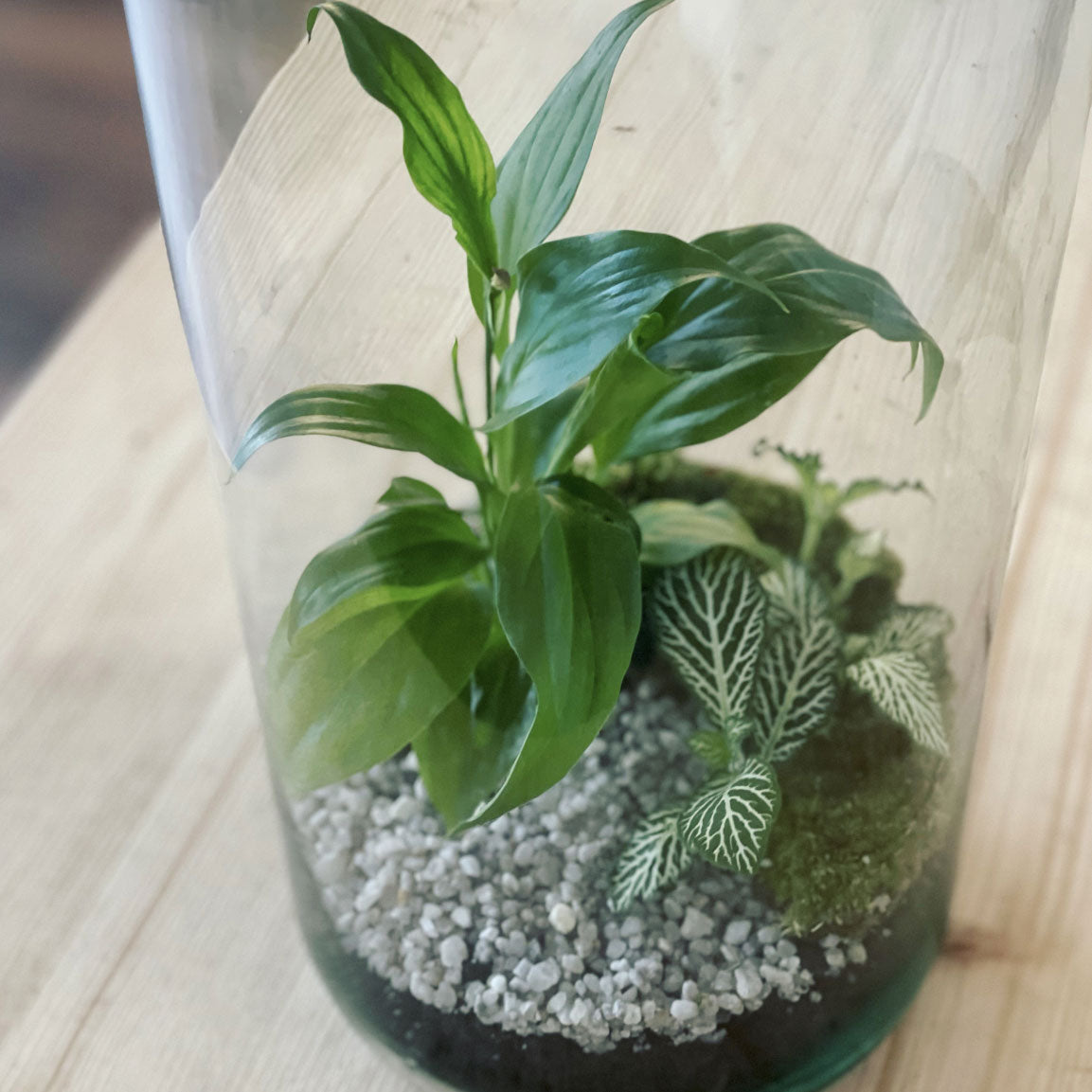 Flaschengarten ‚Einblatt‘ - DIY-Set