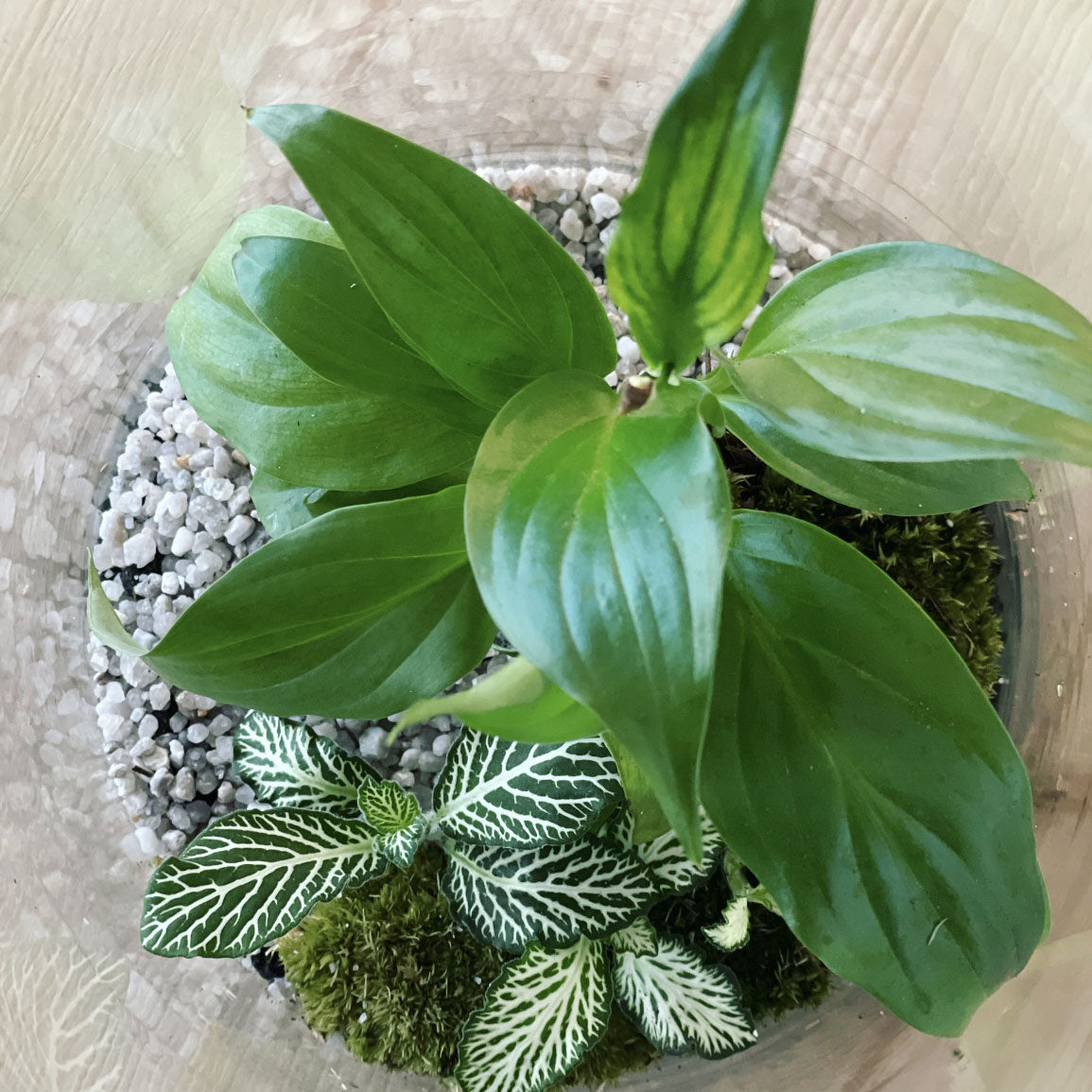 Flaschengarten ‚Einblatt‘ - DIY-Set