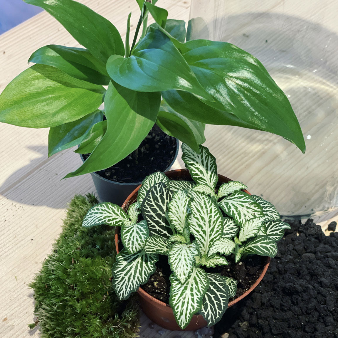 Flaschengarten ‚Einblatt‘ - DIY-Set