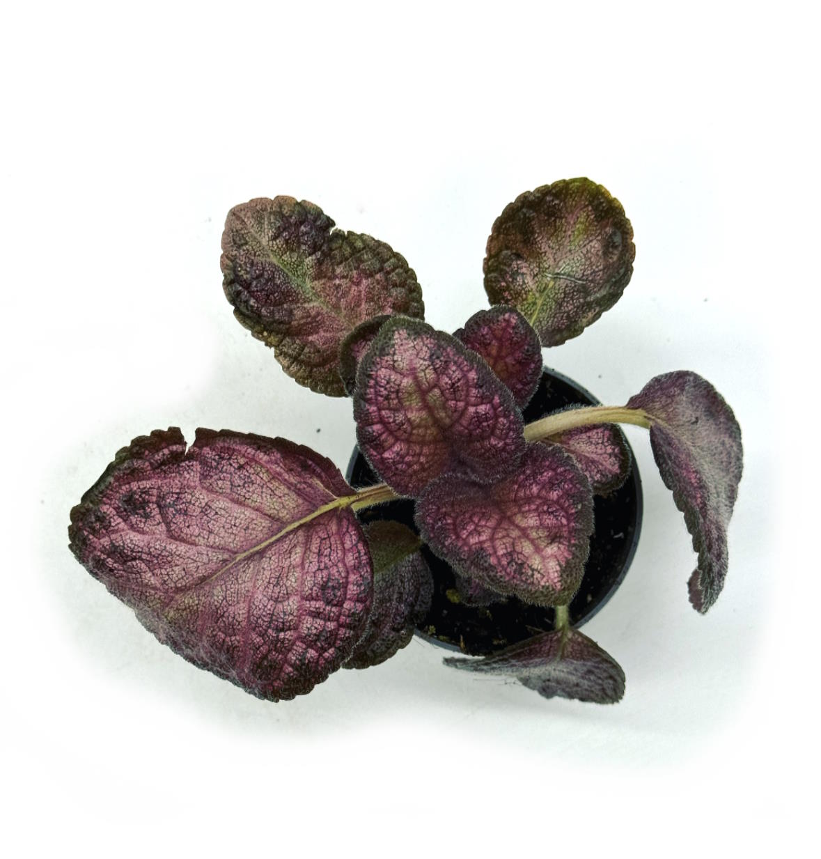 Episcia cupreata 'Malayan Gem' | Flammenblume