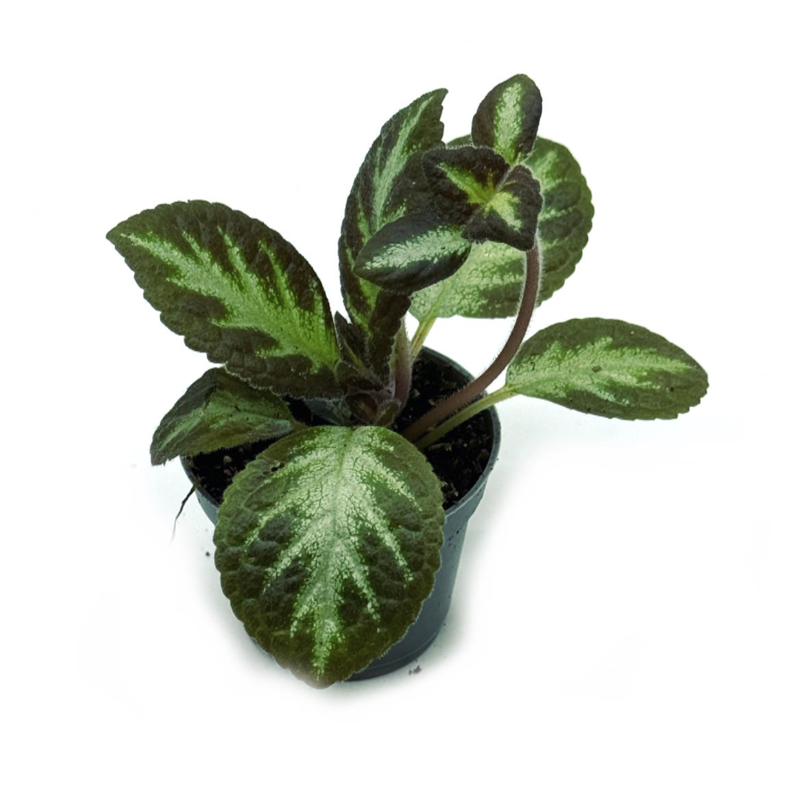Episcia cupreata 'Silver Shield' | Flammenblume