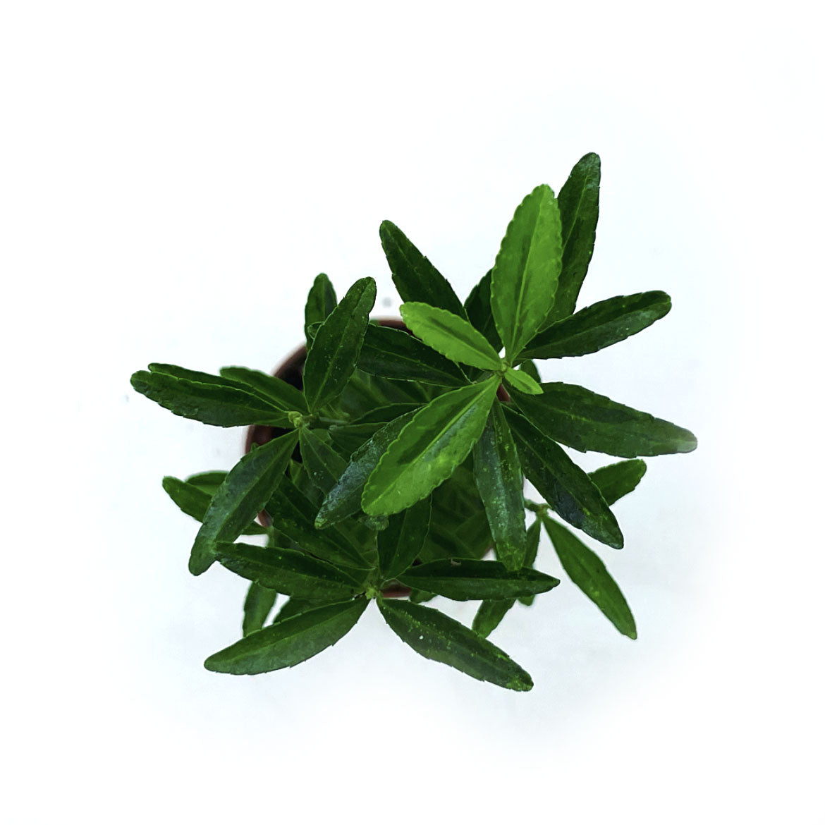 Euonymus japonicus 'Microphyllus' | Japanischer Spindelstrauch | Japanischer Kriechspindel