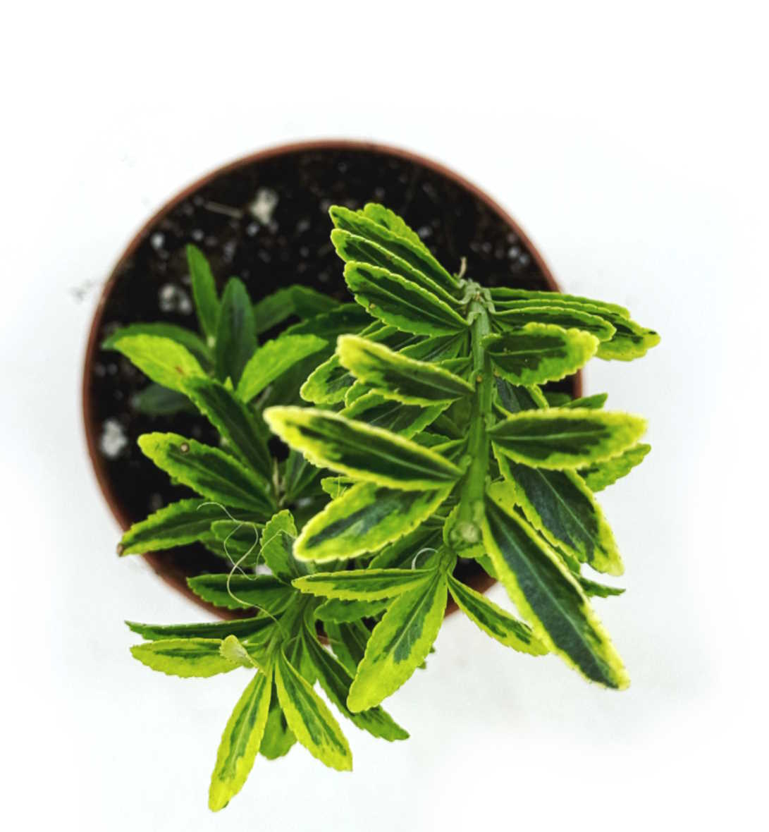 Euonymus japonicus 'Microphyllus Aureovariegatus' | Japanischer Spindelstrauch | Japanischer Kriechspindel