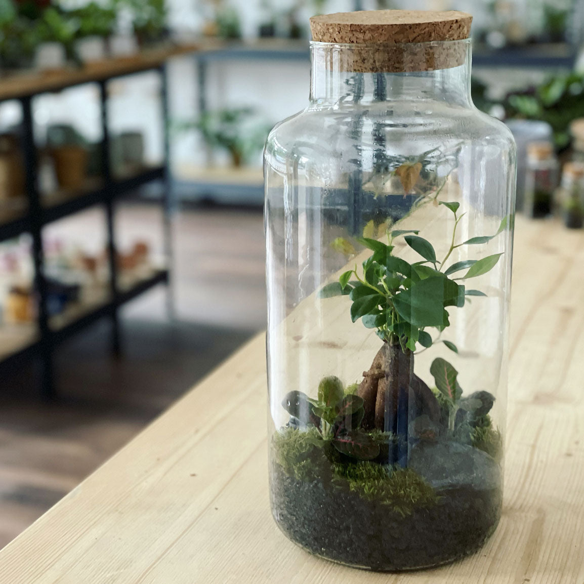 Flaschengarten ‚Bäumchen - Ginseng‘-DIY-Set