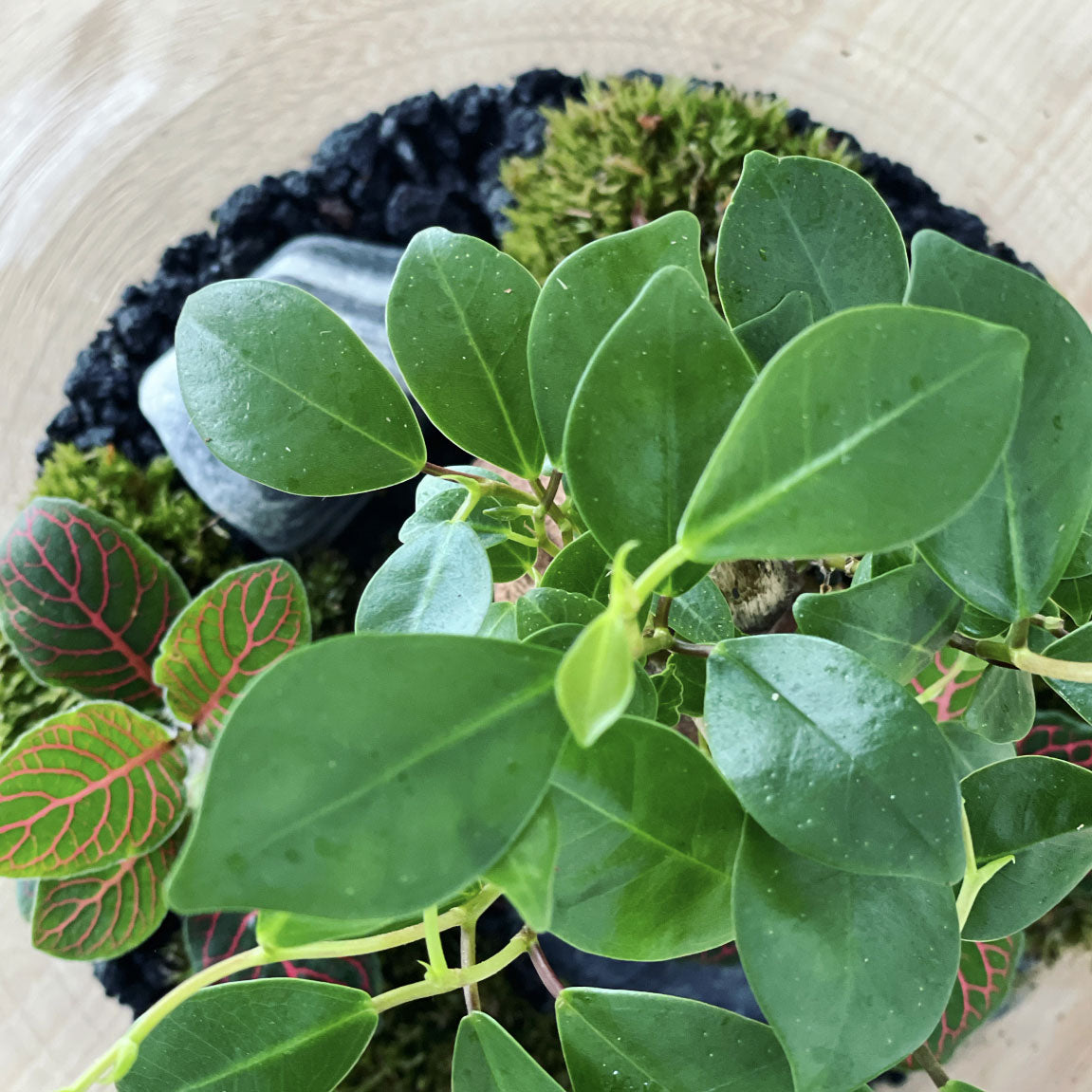 Flaschengarten ‚Bäumchen - Ginseng‘-DIY-Set