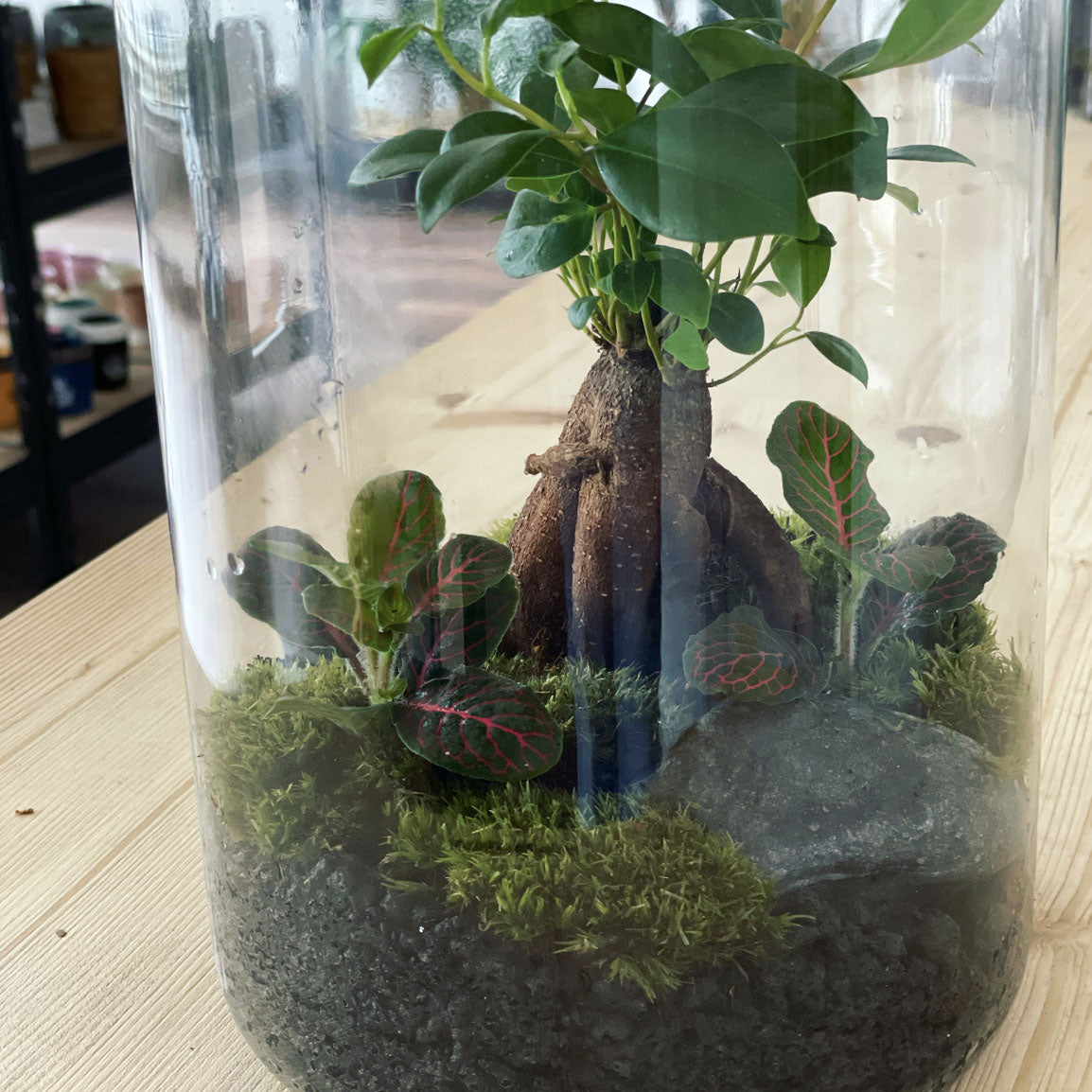 Flaschengarten ‚Bäumchen - Ginseng‘-DIY-Set