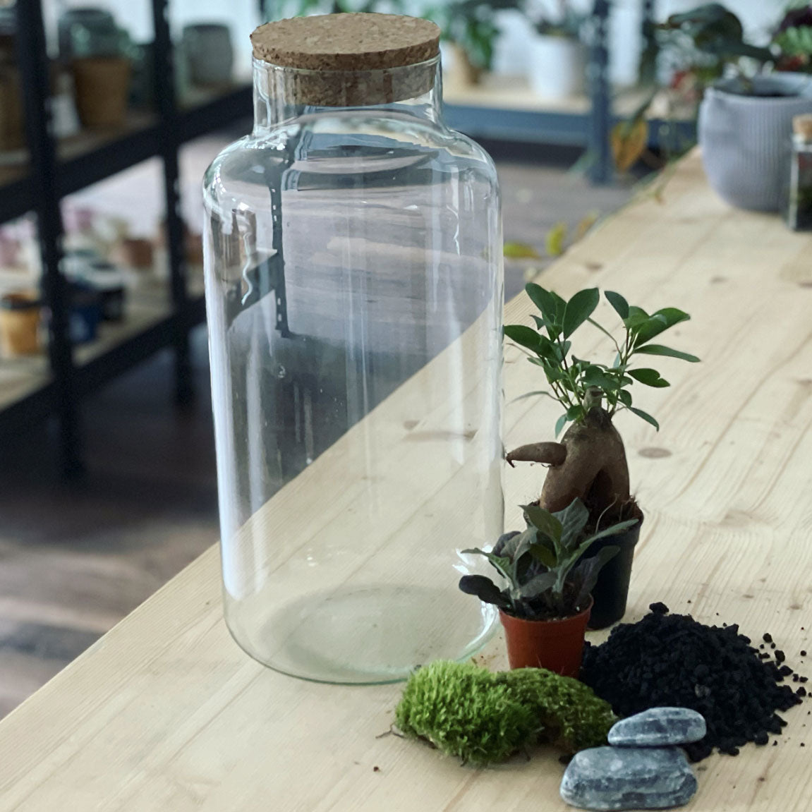 Flaschengarten ‚Bäumchen - Ginseng‘-DIY-Set